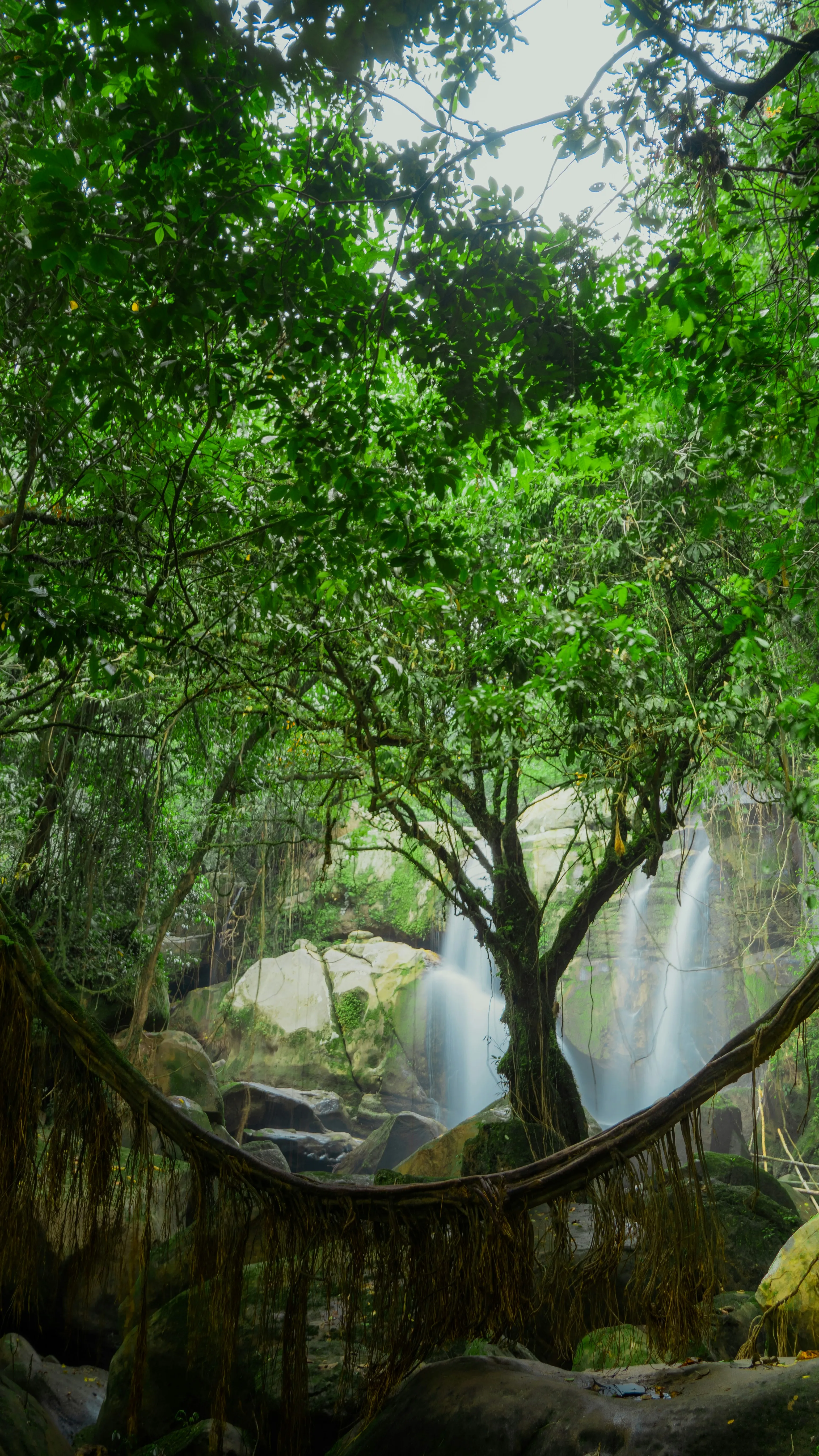 Sarawak Nature